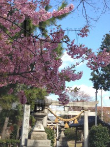 鹿島町の名前の由来となった「鹿島神社」。いま、参道にはきれいな梅の花が咲いています。